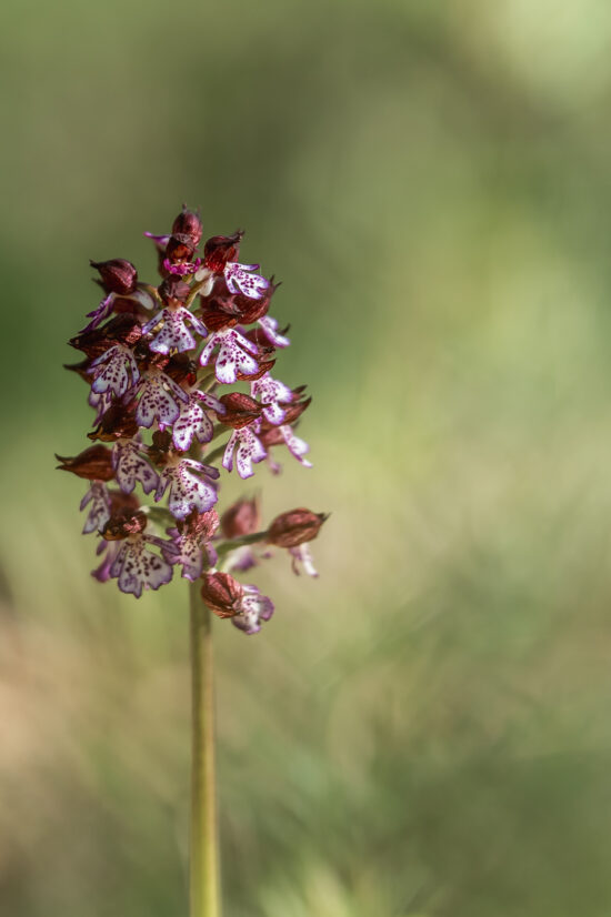 gite lot rocamadour sarlat