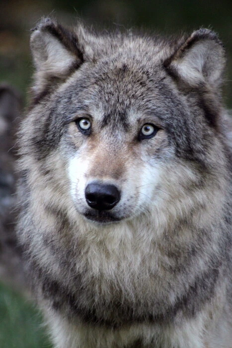 Sites culturels et visites pour toute la famille dans la vallée de la dordogne